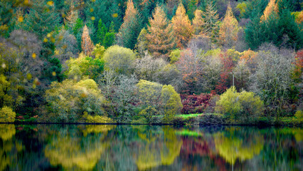 Autumn colours at Llyn Onn reservoir in the Brecon Beacons. The leaves have changed green to...