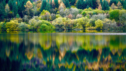 Autumn colours at Llyn Onn reservoir in the Brecon Beacons. The leaves have changed green to orange, gold, red and yellow. The vibrant seasonal hillside colours are mirrored in the water below