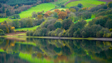 Autumn colours at Tal-y-Bont reservoir in the Brecon Beacons. The leaves have changed green to...