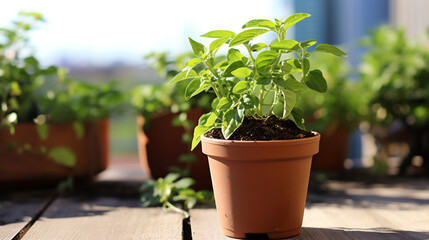 Plant pot growing some new plants on a terrace