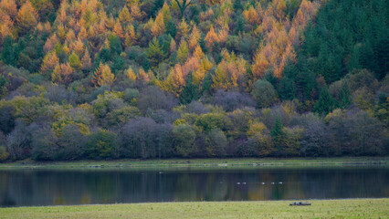 Autumn colours on the mountains of the Brecon Beacon's around Tal-y-Bont on Usk. The multi coloured...