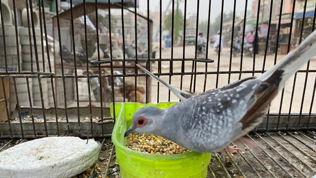 Beautiful image of Diamond Dove birds - diamond dove inside a cage.