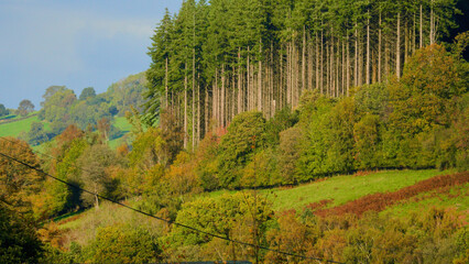 Early autumn in the Brecon Beacons and the landscape has started to change colour. There are flashes of yellow, red and brown against the bright green leaves of the evergreen trees.