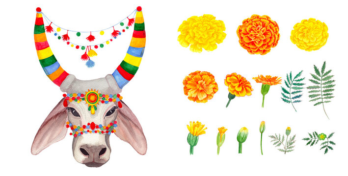 Indian traditional holy cow and yellow, orange marigold flowers, leaves and buds. Indian festival Diwali floral decorations. Pongal. Watercolor artistic illustration on a white background