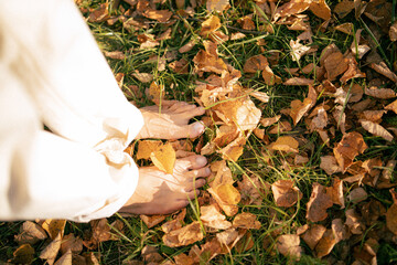autumn leaves in the forest