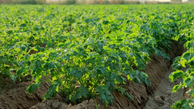 Bushes of young potatoes. Growing potato in farm. Green organic potato plants foliage, green leaves in the agriculture field. Potato field rows. Potato plantation.