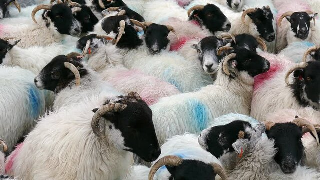 Sheep Crammed Together, Crowds, Followers Concept
