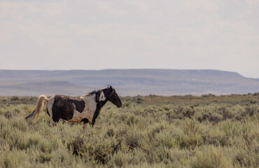 Wild Horse in the McCullough Peaks HMA Wyoming in Summer