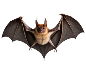 Flying Bat Isolated on Transparent Background