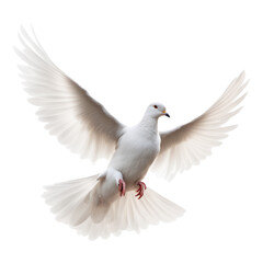 White Dove Isolated on Transparent Background