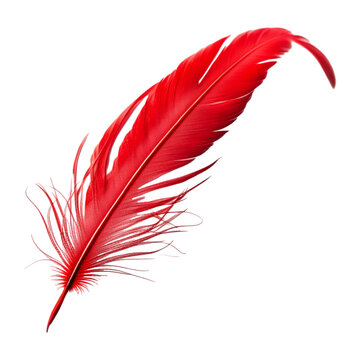 Red Feather Isolated on Transparent Background