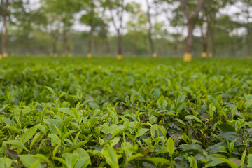 Fototapeta na wymiar Green tea bud and fresh leaves. Tea plantations in Dalgaon Tea Garden, West Bengal India