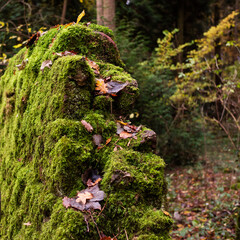 Moss covered wall in an autumnal woodland