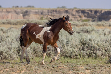 Fototapeta premium Wild Horse in the McCullough Peaks HMA Wyoming in Summer
