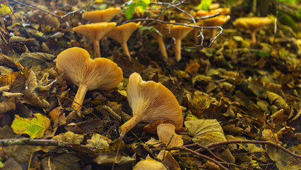 Autumnal fungi fallen amongst the leaf litter