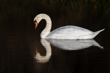 swan on the water