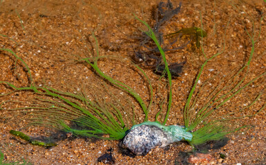 Harmful algal bloom (Microcystis aeruginosa) in the Khadzhibeyskyi Liman