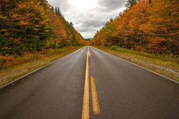 road in autumn forest