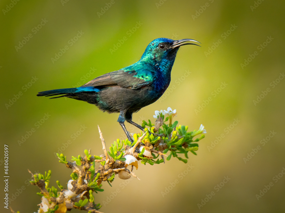 Canvas Prints a majestic palestine sunbird bird perched on a majestic tree branch