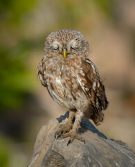 A Serene Encounter: A Little Owl Perched Gracefully on a Weathered Rock