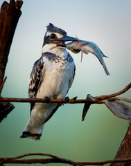 Pied kingfisher sitting on a branch with a fish in it's mouth