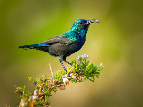 A Majestic Palestine sunbird  Bird Perched on a Majestic Tree Branch