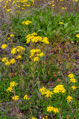 Senecio sp. - wild steppe plant with yellow flowers against blue sky