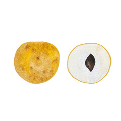 exotic fruit Dimocarpus longan hand drawn in watercolor, isolated picture of fruit. Drawing of a healthy vegetarian food product.