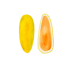 exotic fruit Kuruba hand drawn in watercolor, isolated picture of fruit. Drawing of a healthy vegetarian food product.