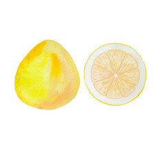 exotic fruit grapefruit hand drawn in watercolor, isolated picture of fruit. Drawing of a healthy vegetarian food product.