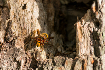 Hornisse (Vespa crabro) am Nest