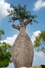 Baobab tree planted in the garden