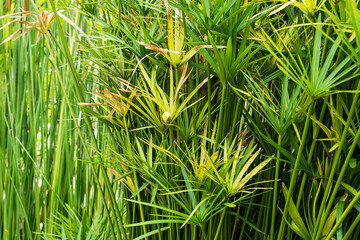 Cyperus green plant