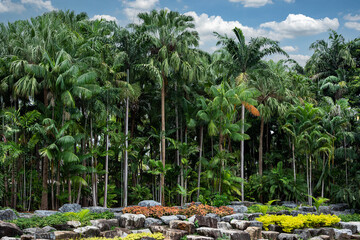 palm trees garden against blue sky background