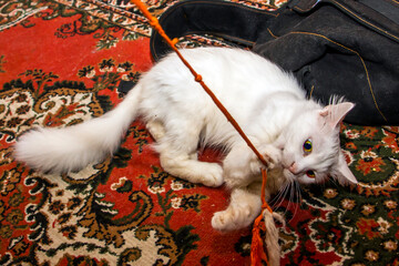 A white fluffy cat gnaws a stretched orange thread while lying on a red carpet