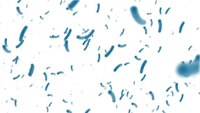 Bacteria cells seamless loop. 3D animation of human cells under a microscope on white background 4k