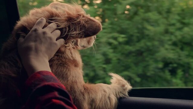 Man petting his dog with his hand, Dog blows by wind from open car window during trip. Dog look out open car window. Puppy is watching happening outside car while driving on road. Travel with animals