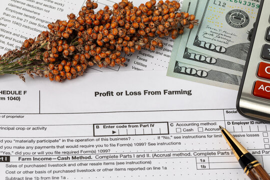 Grain sorghum plant inflorescence and farm tax form. Farming income, finances and management concept.