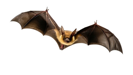 Bat in flight. Wing flap on Isolated transparent background, PNG file