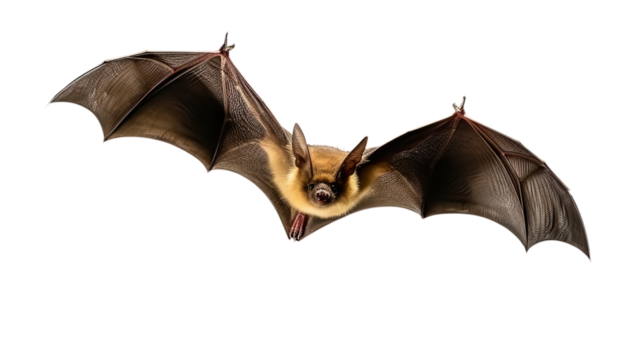 Bat in flight. Wing flap on Isolated transparent background, PNG file