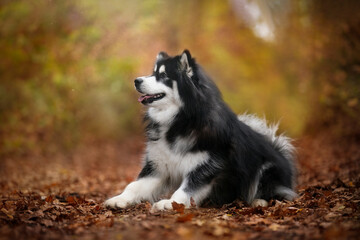 Alaskan Malamute Breed dog in autumn time portrait © dogphotos