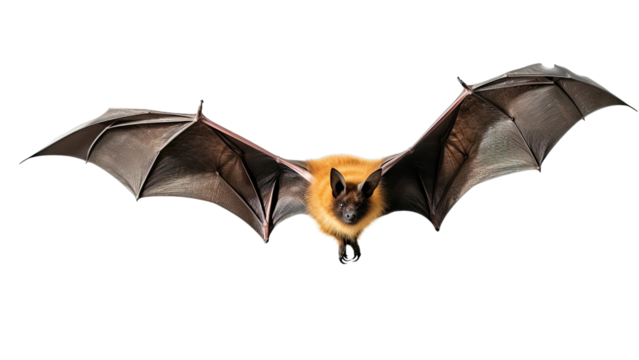 Bat in flight. Wing flap on Isolated transparent background, PNG file