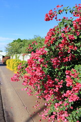 Fototapeta na wymiar Natural fence decorative cover with ornamental Red Bougainvillea along residential streets in Phoenix, Arizona