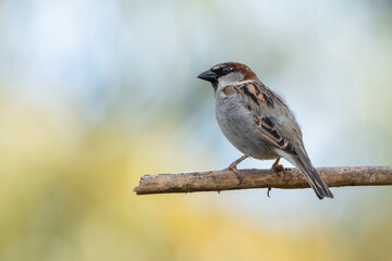 The sparrow also know as Pardal or Gorrion singing perched on the branch. Species Passer...
