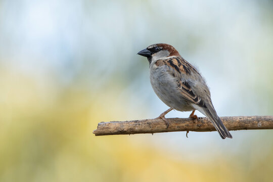 The sparrow also know as Pardal or Gorrion singing perched on the branch. Species Passer domesticus. Animal world. Birdwatching