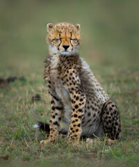 Morning Meditation: Young Cheetah Embracing Serenity in the Wilderness