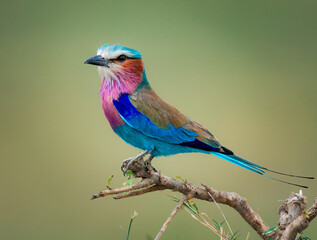 Euphoric Elegance: The Joyful Lilac-Breasted Roller