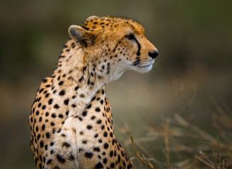 Naklejka na ściany i meble A Majestic Cheetah Resting in Serene Solitude, Surrounded by Nature's Beauty