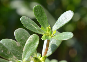 Fototapeta premium In the soil, like a weed grows purslane (Portulaca oleracea)