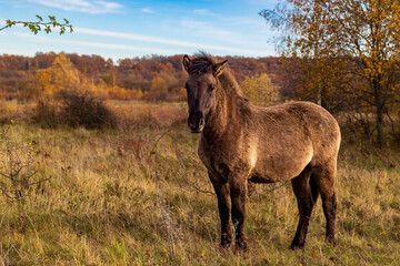 Konik in herbstlicher Landschaft © helzet